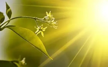 温暖阳光的句子文案唯美