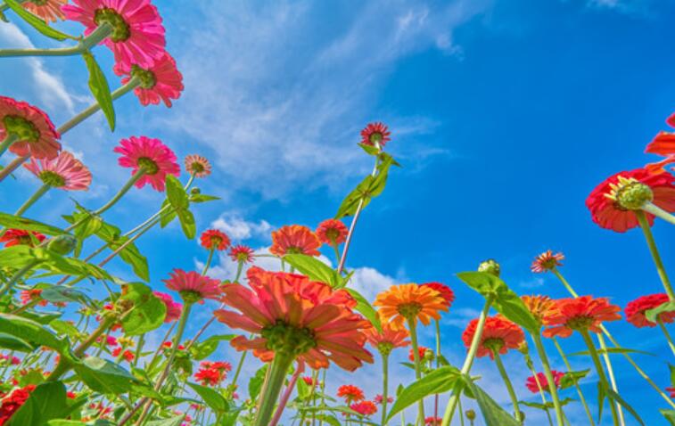 描写花开的过程的句子文案