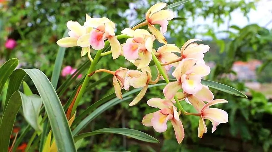 带兰字的浪漫爱情句子文案