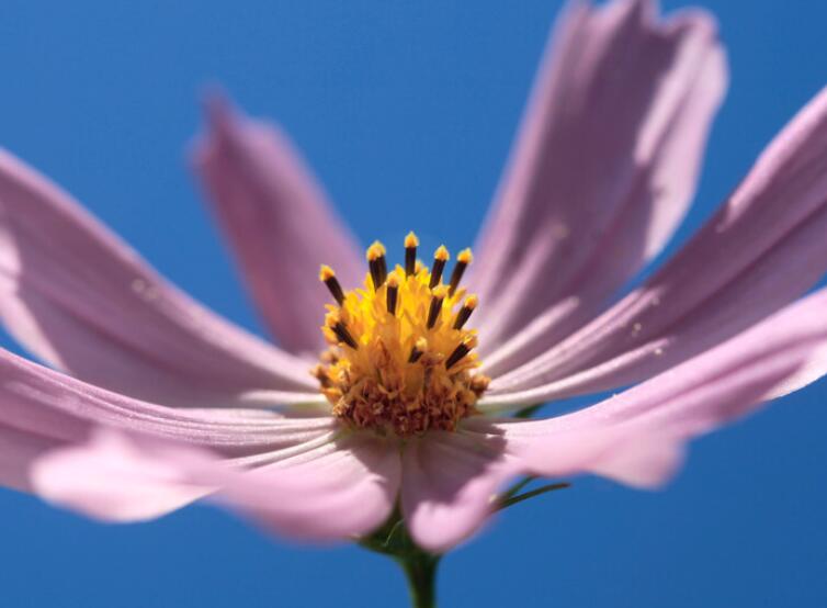 早安祝福语的句子文案