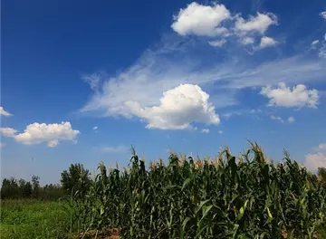 关于环境描写的句子文案