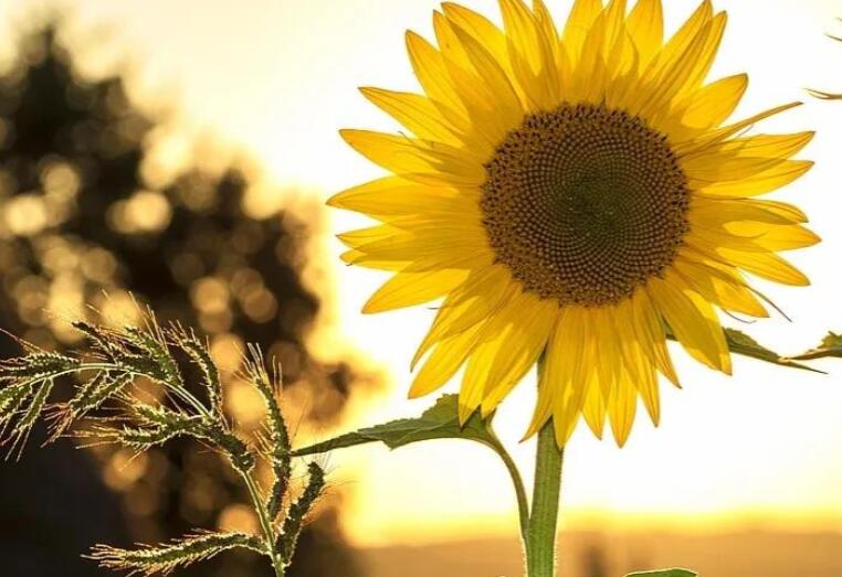 美句摘抄15字小学