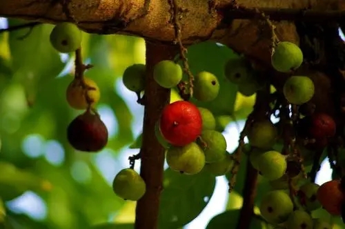 形容水果甜到心的句子文案