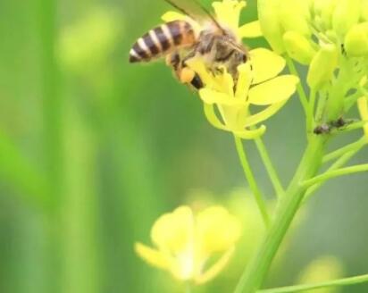 微信每日心语签