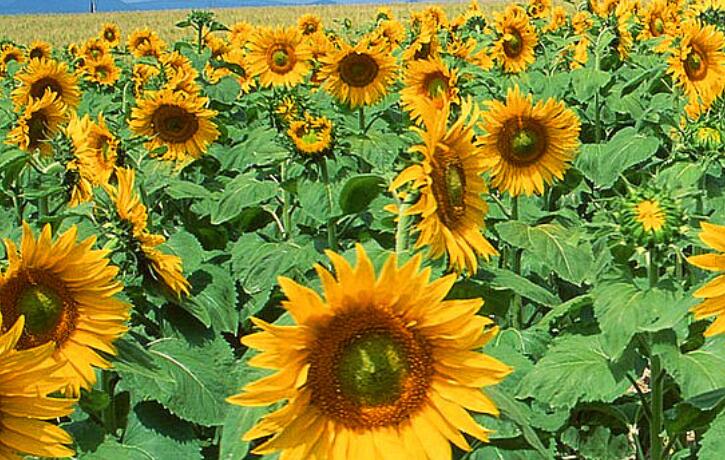 带四月的唯美古诗