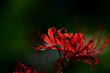 表达彼岸花的凄凉句子文案