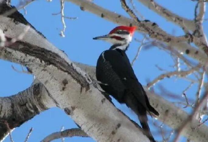 初春押韵诗句文案