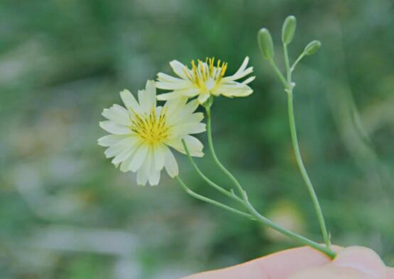 描写夏天的一段话