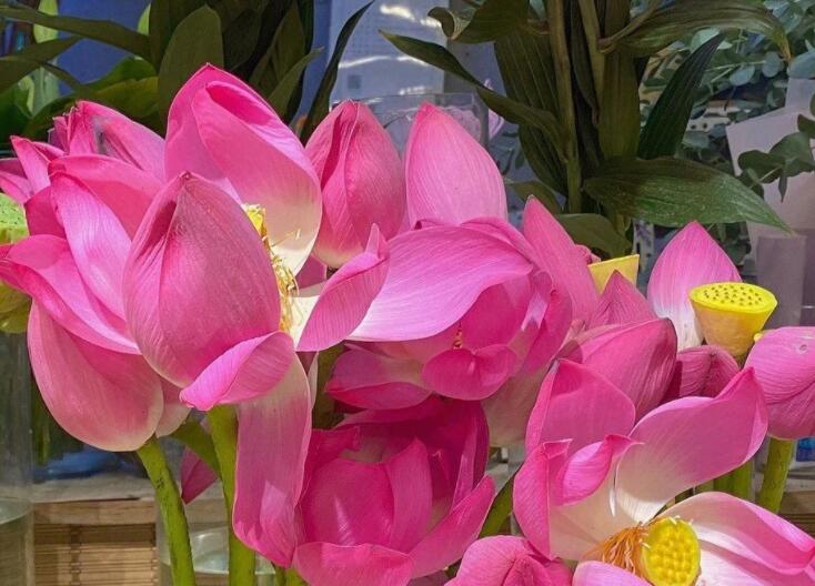 关于春节的短句