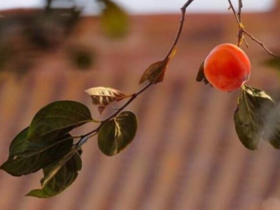 赞美霜降的诗句文案古诗