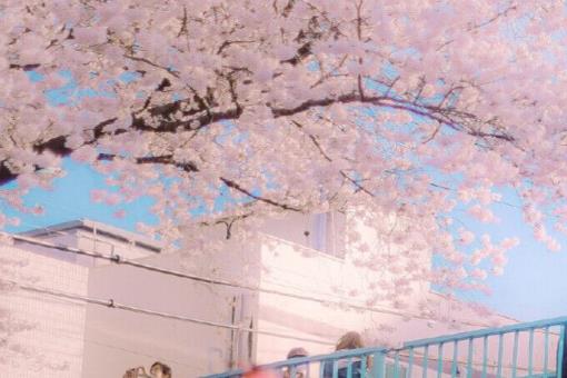 跟花有关的表白的句子文案