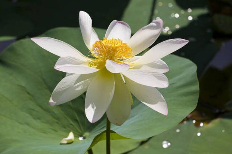 早上好牵挂友情句子文案