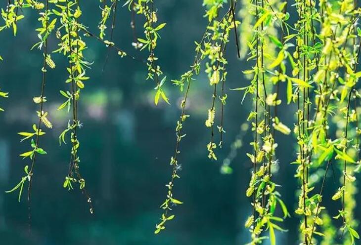 描写柳树的好段落摘抄