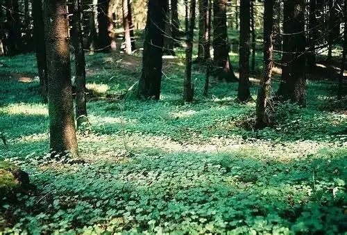 森林心情说说文案