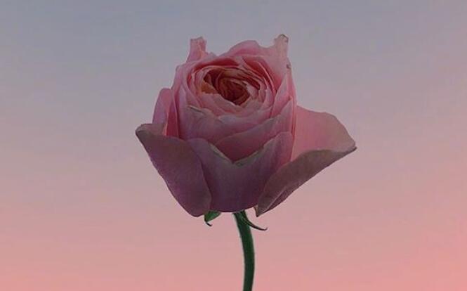 50岁生日祝福语句文案