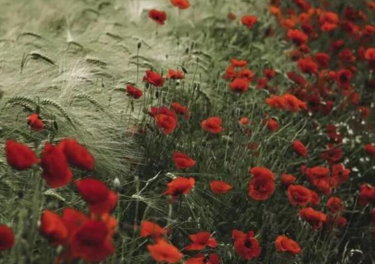 原耽小说里的励志句子文案