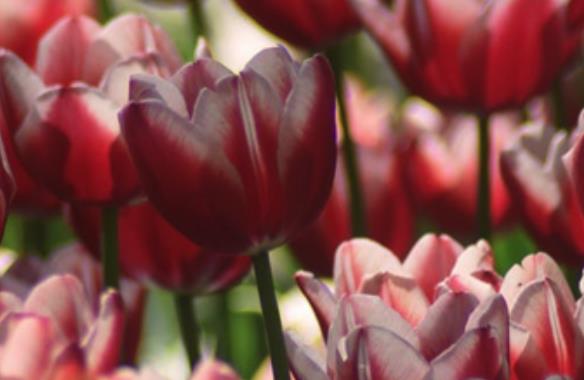 大学生想回家的说说文案