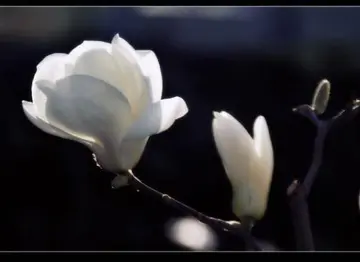 怀念爸爸在天堂的诗句文案