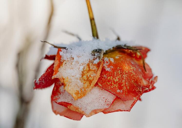 思念已故爱人的心情短语