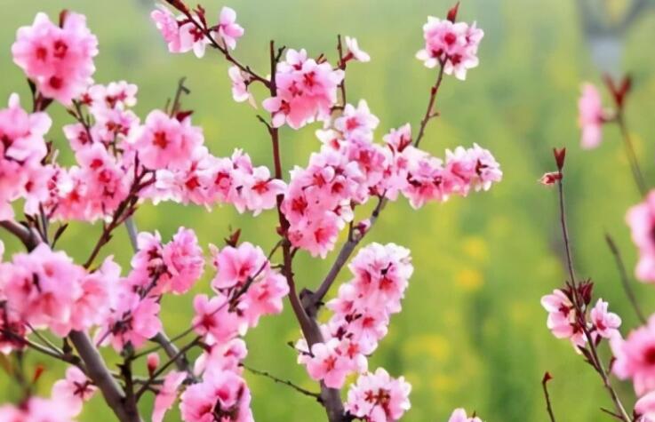 人生抉择的名人名言