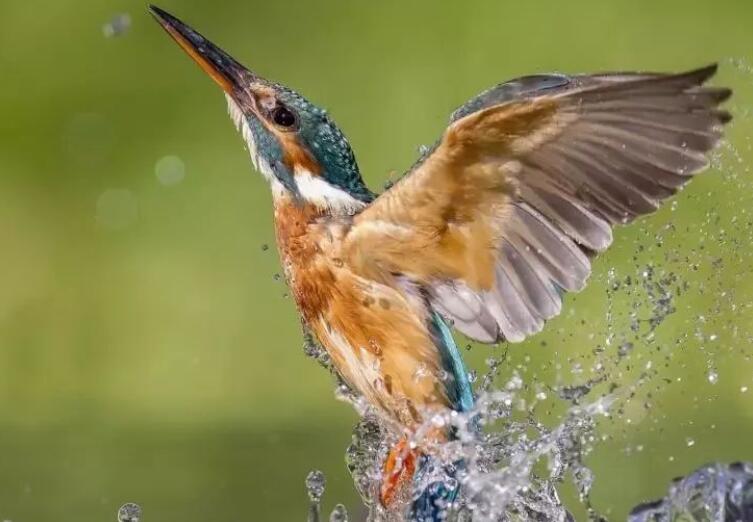 爱鸟周的宣传标语