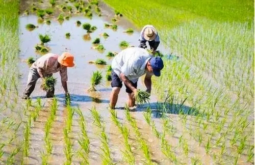 赞美农民的经典诗句文案