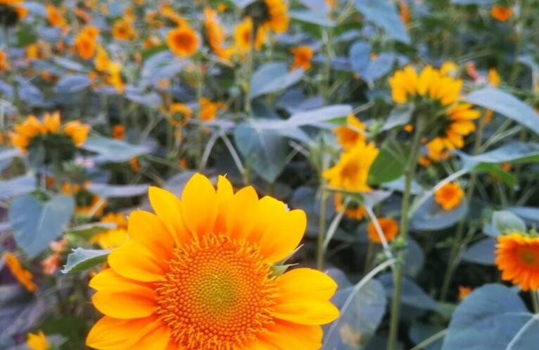 孙女祝福奶奶的祝福语