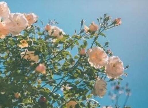 优美名言摘抄大全简短