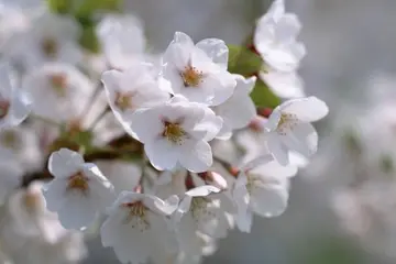 赞美花的优美句四个字