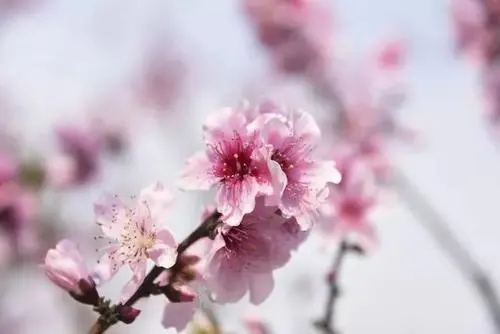 赏桃花发朋友圈怎么写