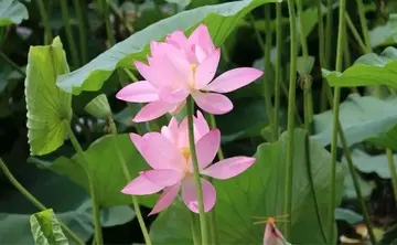 三年级关于植物的好词好句文案摘抄