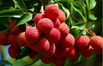 偷吃荔枝的说说文案