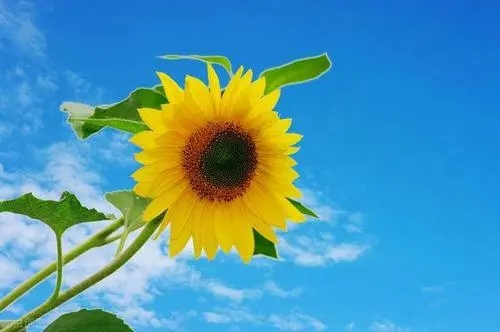 女生积极向上正能量的句子文案