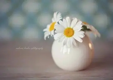 文艺小清新短句