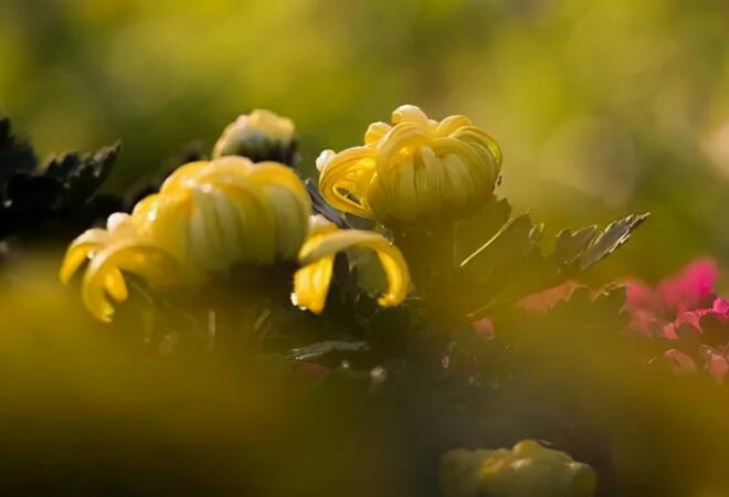 怀念逝者的诗句文案