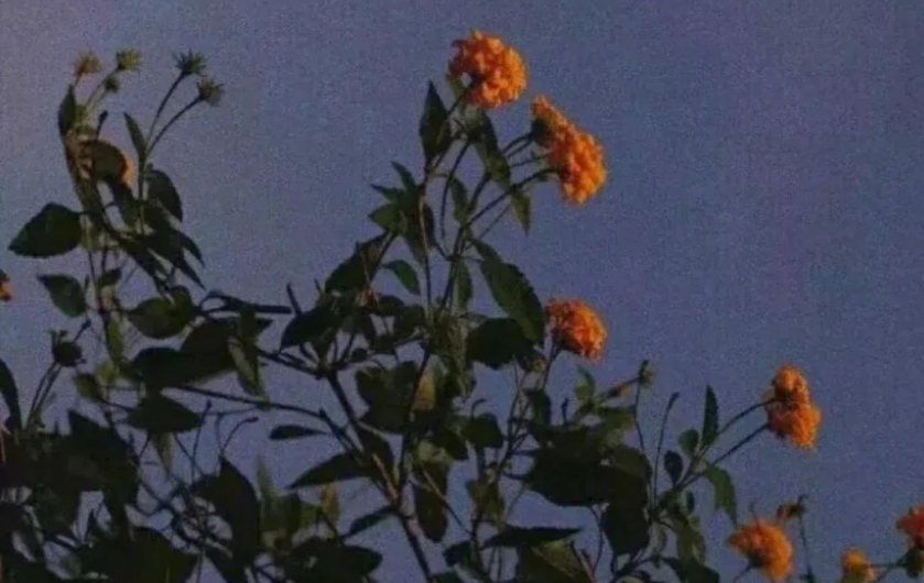 让人寒心无情的句子文案