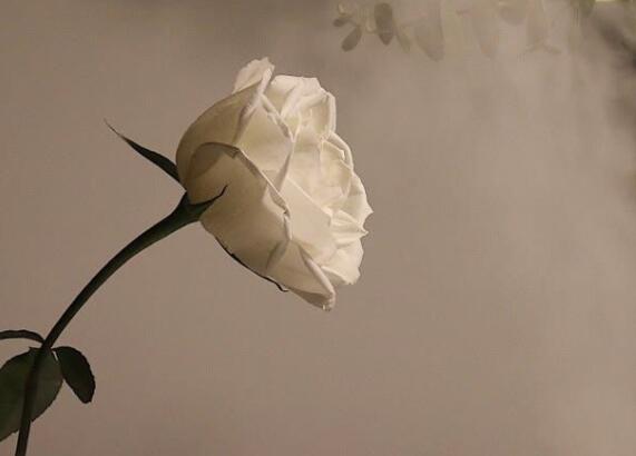 身不由己的经典句子文案