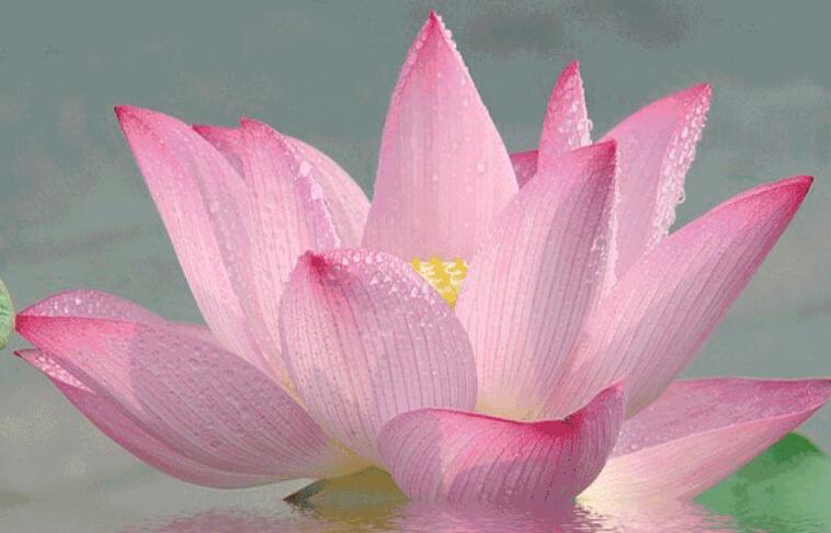 形容三伏天热的诗句文案