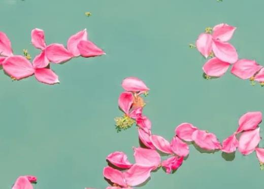 描写花的好句子文案大全