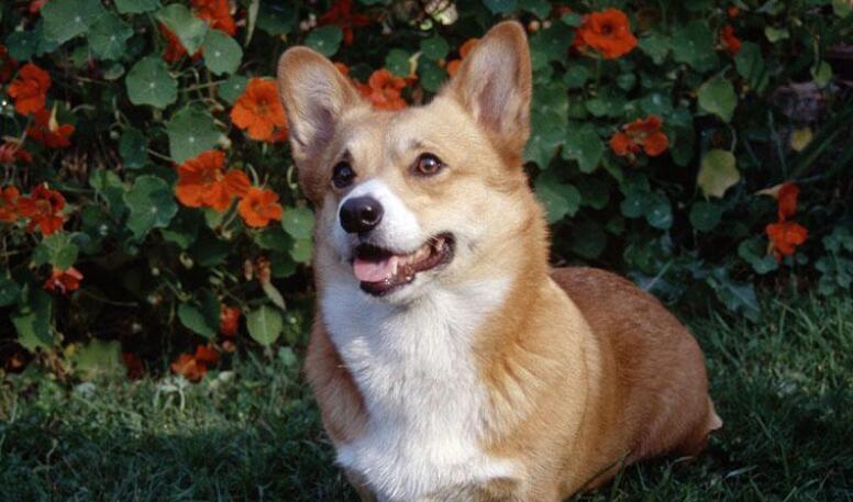 被疯狗咬讽刺人的句子文案