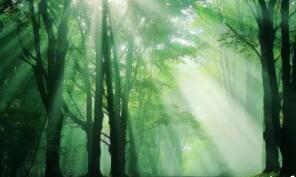 有关于森林的诗句文案