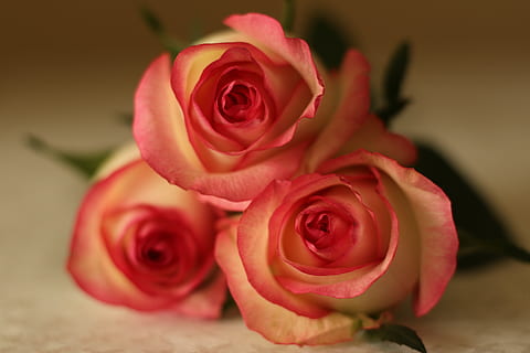 只为别人不为自己的句子文案