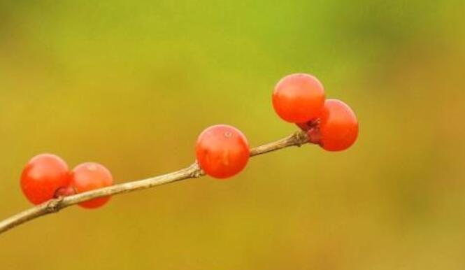 相思入骨的诗句文案