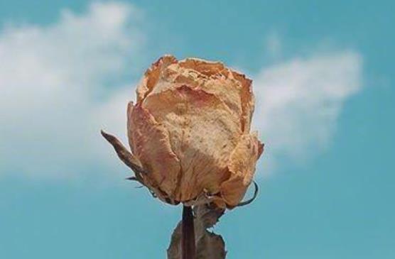 努力正能量的语录文案