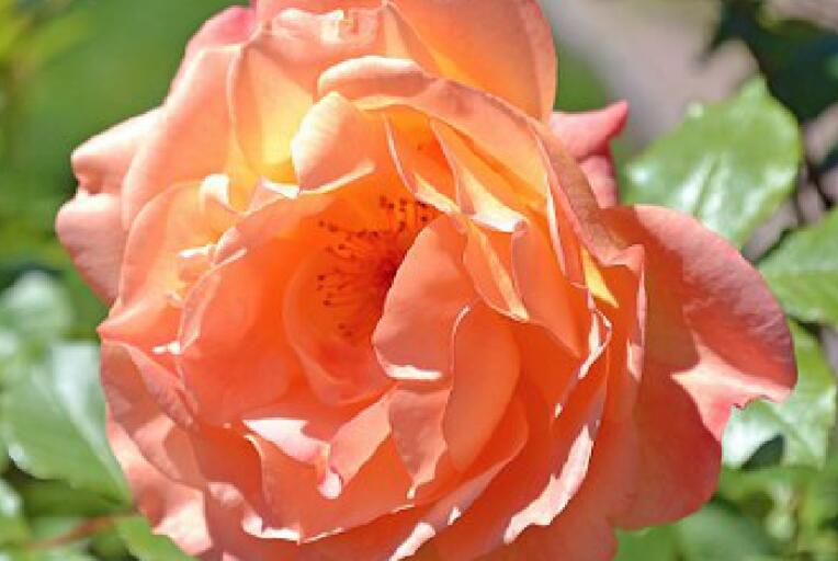 关于我愿的唯美句子文案