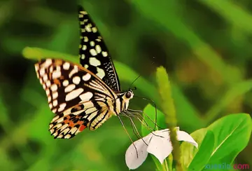 关于蝴蝶正能量短句