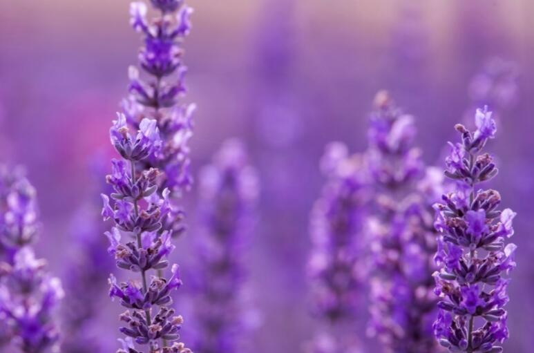 繁华落尽的说说文案