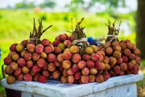 岭南荔枝的完整诗句文案