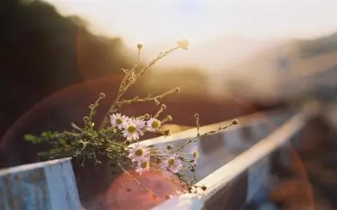 写给女生的最暖的诗