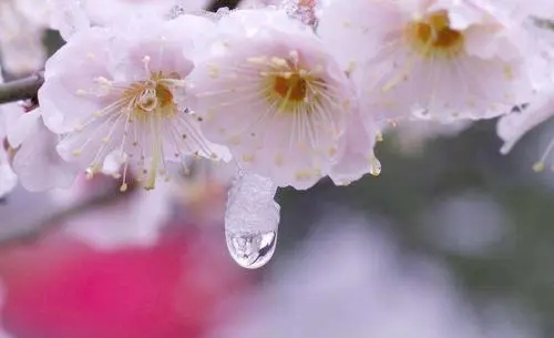 一句话赏梅花心情